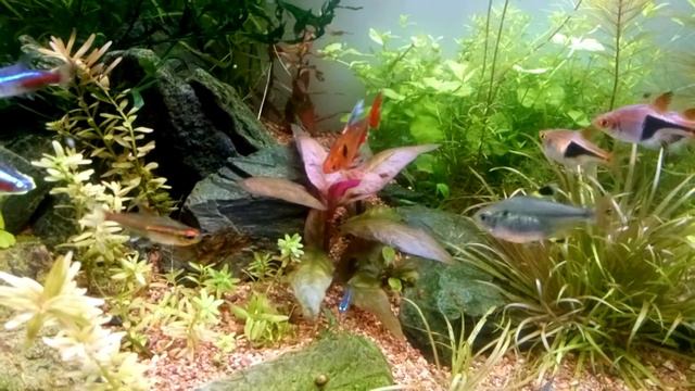 Запуск аквариума 100 литров. Прошёл месяц. Грунт аргиллит. Ч-3. смотреть онлайн