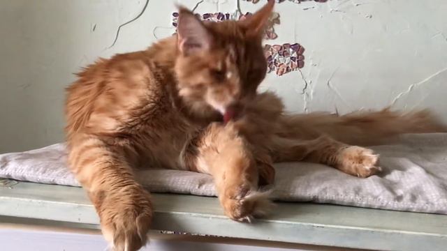 Наш выпускник UA* Seven Stars Fireball смотреть онлайн