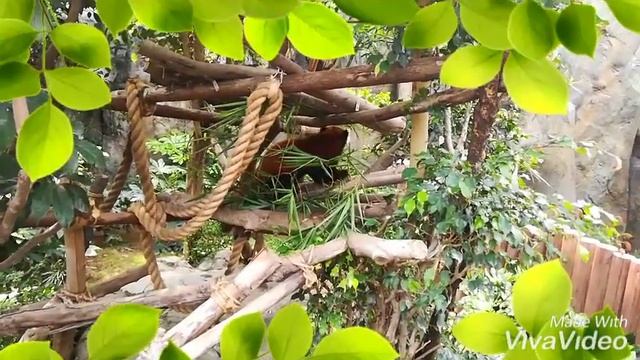 Ocean Park, Hong Kong, "Оушен Парк", Гонконг 2019, красные панды!!! смотреть онлайн