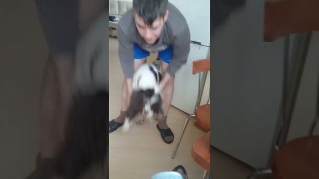 ушастый пес/английский спрингер спаниель смотреть онлайн