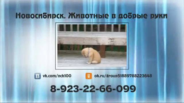 " Новосибирск. Животные в добрые руки " Марии Романенко смотреть онлайн