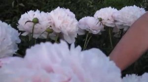 Пион Сара Бернар.Один из самых красивых и долгоцветущих сортов !