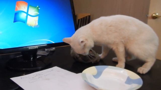 Гордый кот лучше украдет рыбу чем будет просить!! смотреть онлайн