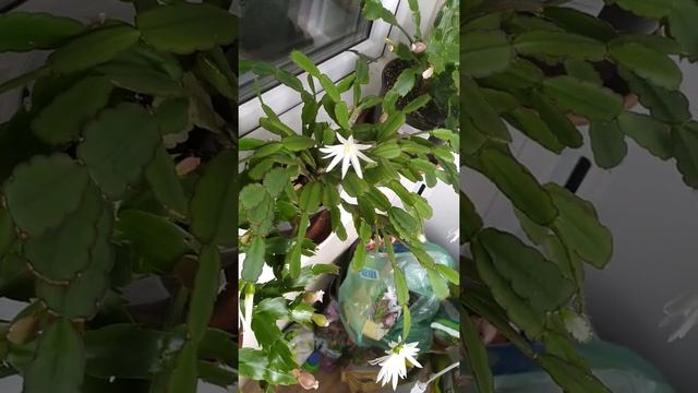 Ripsalidipsis ripsalis (Мой цветет белыми цветами) смотреть онлайн