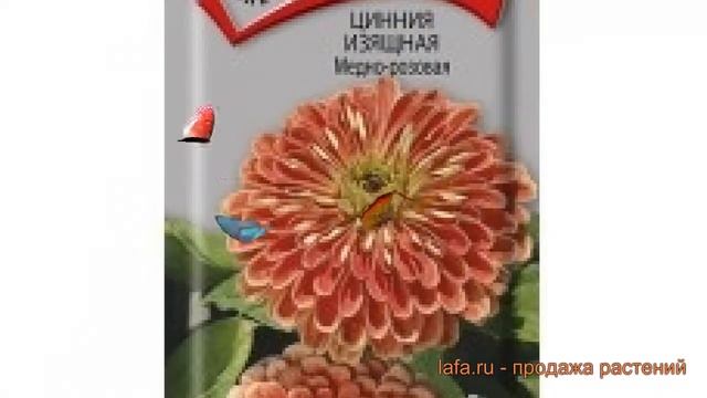 Цинния изящная Медно-розовая (medno rozovaya) ? обзор: как сажать, семена циннии Медно-розовая смотреть онлайн