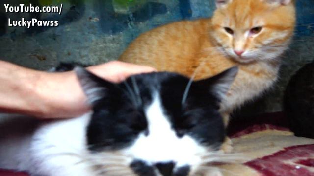 Tiny Orphaned Kitten Meets Other Cats And Hisses at Them ( hungry kittens ) Lucky Paws смотреть онлайн