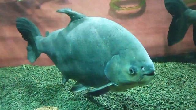 24 июня 2021 г. Калининград Музей Мирового океана ??? Andrey Slim ✌️?? 8(931)102-49-50 ??? смотреть онлайн