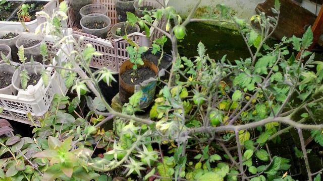 Томаты под фитосветильниками в помещении, в условиях полной светокультуры смотреть онлайн