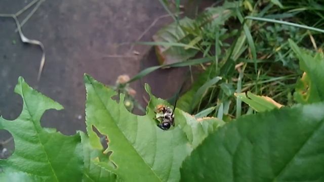 Пчела тырит листья