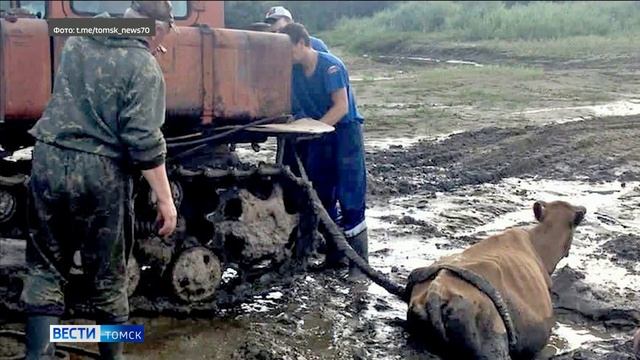 Спасение буренки смотреть онлайн