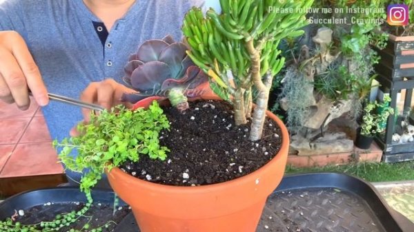 Echeveria Blue Metal Succulent Arrangement