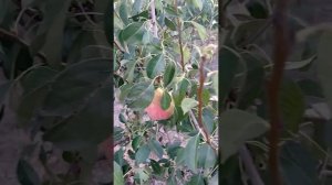 груша сорта Трапезница