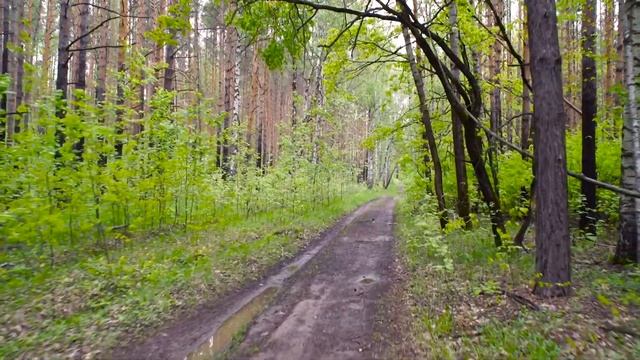 Прогулка по лесу после дождя. Звук шагов и шум ветра. смотреть онлайн