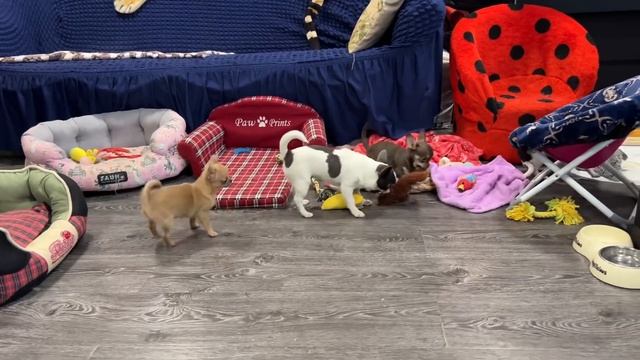 ЧИХУАХУА. Обзор щенков чихуахуа из питомника в Подмосковье с доставкой в Москву смотреть онлайн