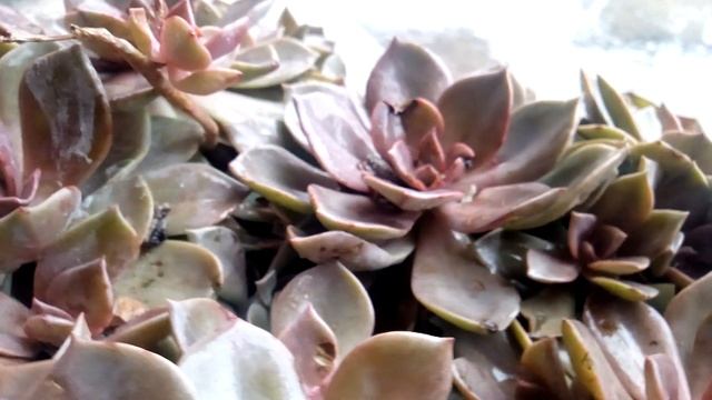 Graptopetalum paraguayense
Or Mother of Pearl Plant
Or
Ghost Plant
Or
Sedum weinbergii смотреть онлайн