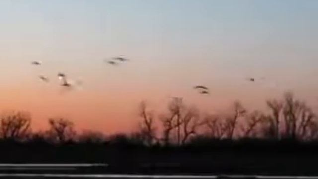 Зара Долуханова Улетают журавли смотреть онлайн