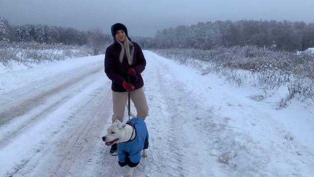 ГЛУХАЯ СОБАКА ГУЛЯЕТ БЕЗ ПОВОДКА | СТАФФОРД РОККИ СЧАСТЛИВ | DEAF DOG WALKS WITHOUT A LEASH смотреть онлайн