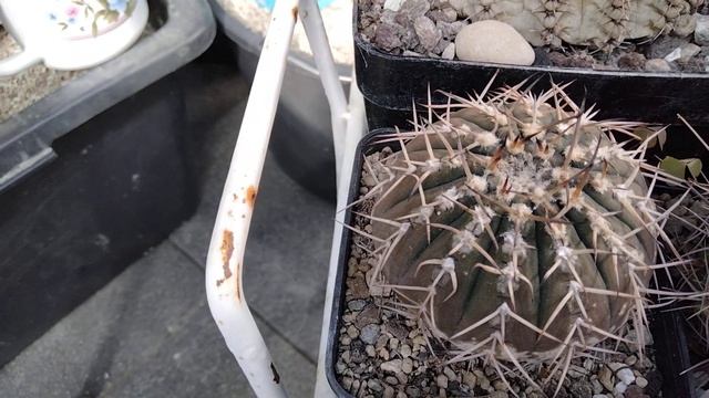 Что за кактус???Гимнокалициумы.Какие они?Уход,полив.Моя коллекция кактусов. смотреть онлайн