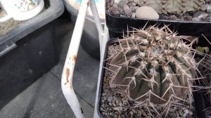 Что за кактус???Гимнокалициумы.Какие они?Уход,полив.Моя коллекция кактусов.