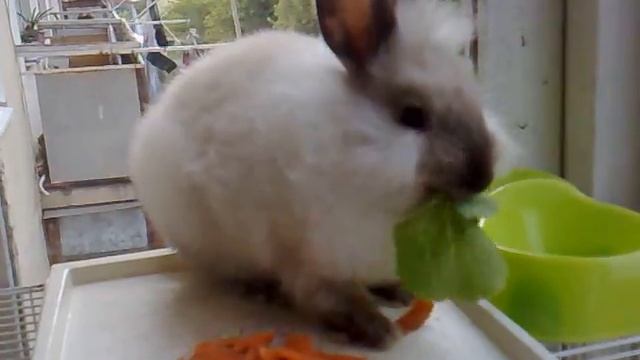 Овощерезка