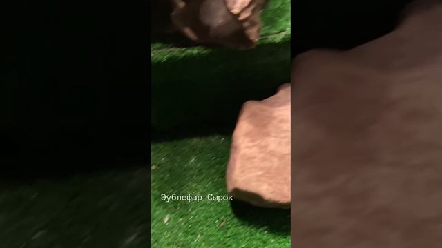 Эублефар Сырок смотреть онлайн