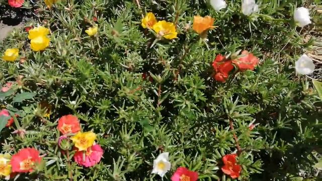 Стройка Проект