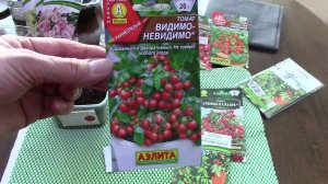 Дачный сезон 2023.  Посадка балконных томатов.  Каменный цветок.