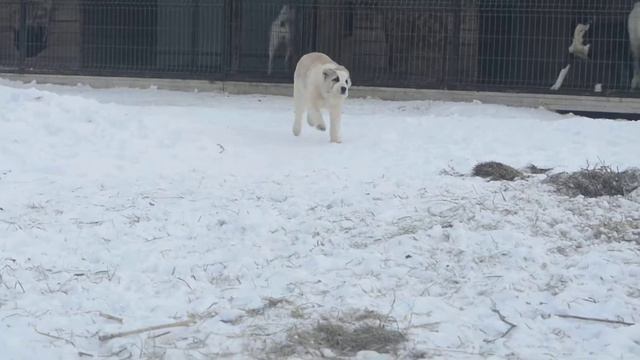 На продаже щенок сао, алабая, Гарджи Хан Сария ,3,5 мес.Дочь Самурая . 89068902633 (ватсап,вайбер). смотреть онлайн