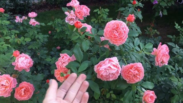 Роза Мария Кюри (Marie Curie), селекция Meilland, сентябрь 2022