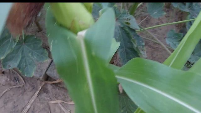 My beautiful garden में vegetable harvesting смотреть онлайн