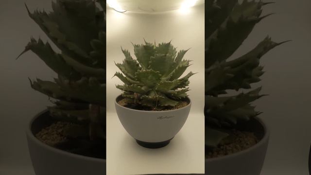 Agave isthmensis García-Mendoza. & F.Palma смотреть онлайн