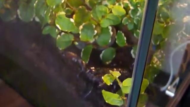 Pandinus Imperator wandert durch`s Terrarium смотреть онлайн