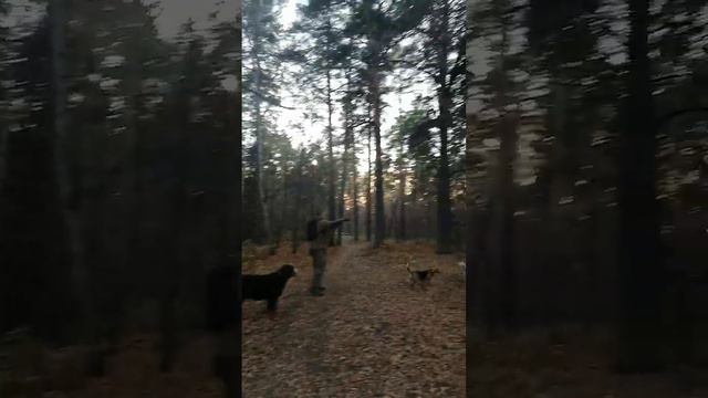 Прогулка с ушастиками в парке. смотреть онлайн