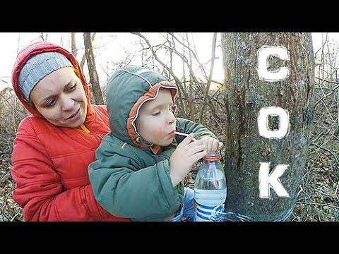 Сбор и дегустация КЛЕНОВОГО сока! смотреть онлайн