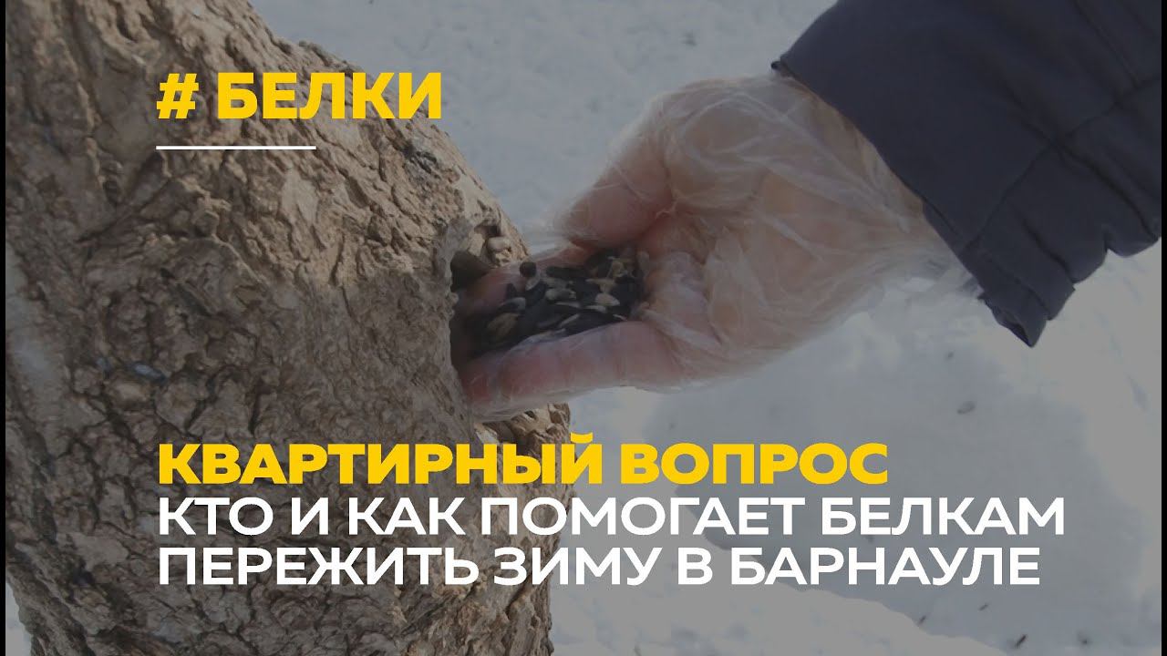 Домики для белок оборудуют в парке Изумрудный