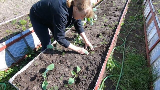 ПОСАДКА КАПУСТЫ в высокие грядки с ЧАЕМ. смотреть онлайн