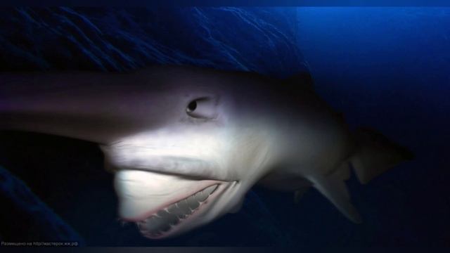 акула-гоблин полное описание смотреть онлайн