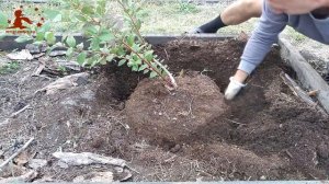 Корневая система однолетнего куста голубики