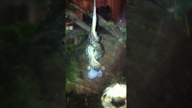 Tigerschnegel (limax maximus) paarung im Terrarium смотреть онлайн