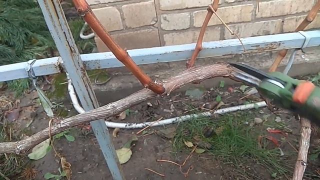 обрезка нестандартного куста винограда смотреть онлайн