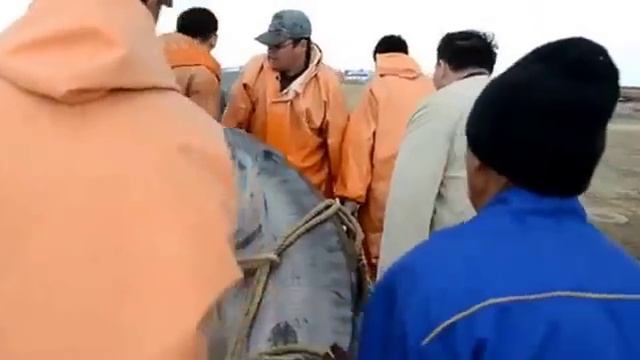 Огромная БЕЛУГА пойманная в Казахстане 300 кг смотреть онлайн