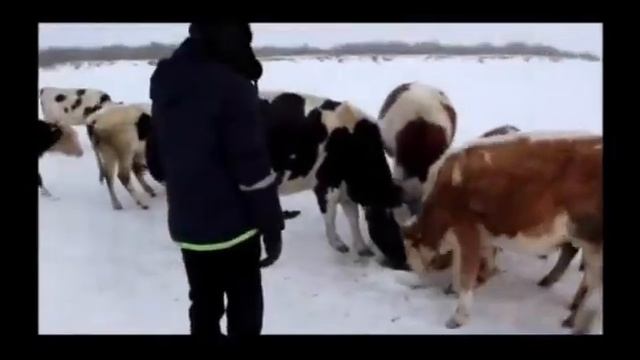 Я люблю свой зимний край!