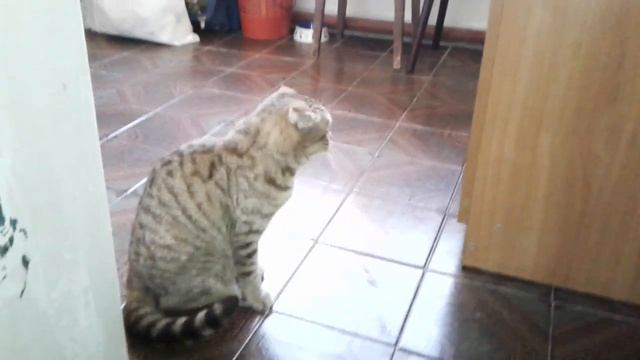 Кот говорит - хочу гулять! смотреть онлайн