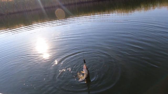 Дикие шурагайки атакуют блесна. Сарысу день 2. смотреть онлайн