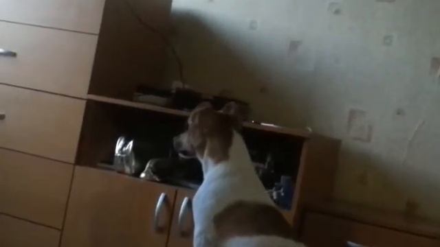 Харви слушает пение птиц смотреть онлайн