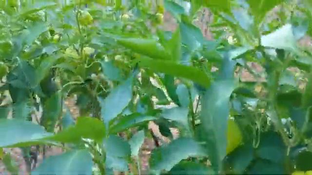 BİBER ÇİCEKLERİNİ DÖKÜYOR BİBER VERMİYOR SA BUNU MUTLAKA YAPIN