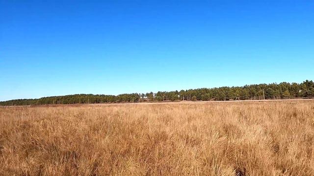 Открытие охоты на фазана с мр-155 в Амурской области 2022 смотреть онлайн