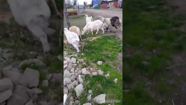 Сева посёт всеядных коз смотреть онлайн