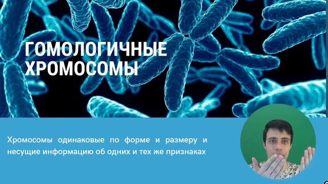 Хромосомный набор. Гаплоидный, диплоидный набор. ЕГЭ по биологии смотреть онлайн