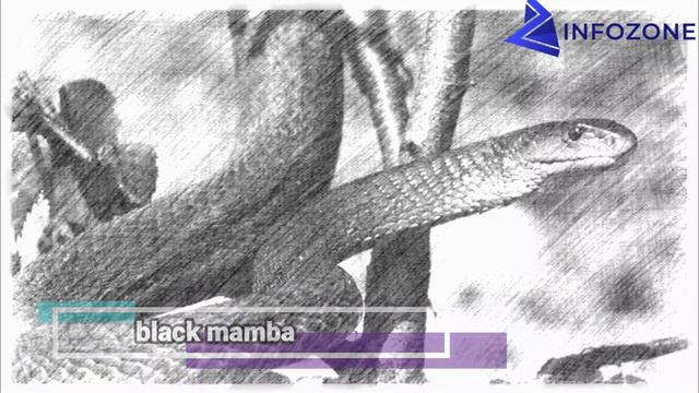 Serpents Tueurs D'hommes الثعابين التي تقتل أكبر عدد من البشر في العالم